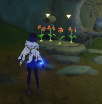 코슨제니아 꽃 물 주기