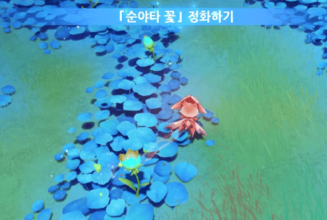 순야타 꽃 정화